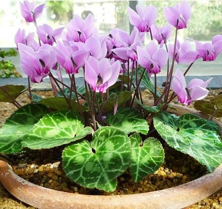 Lot de 100 graines de cyclamen violet fraîches