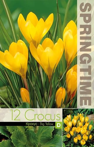 12 bulbi di crocus gialli a fiore grande | crocus orticoli Big Yellow | bulbi di crochi | bulbi autunnali | MY PLANTIS | spediti da Italia