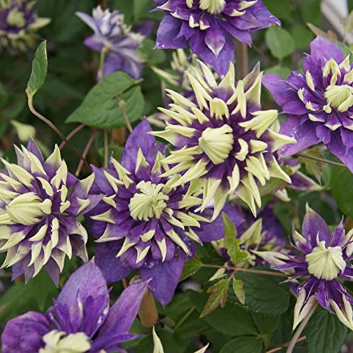 Lange BlüTezeit, Balkon Rhizome, Clematis Rhizome, MehrjäHrig, Überraschend wachsend, Winterharte, Sehr Bienenfreundlich, Für Garten,-6zwiebeln-H
