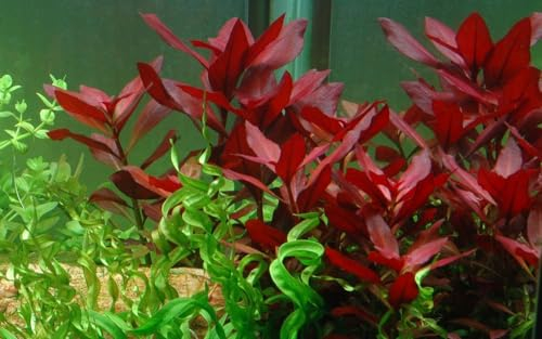 AquaOne Aquarium Pflanze Ludwigia repens 'Rubin' I Wasserpflanze Aquariumpflanze Stängelpflanze voll durchwurzelt einfach pflegeleicht Aquascaping Dekoration