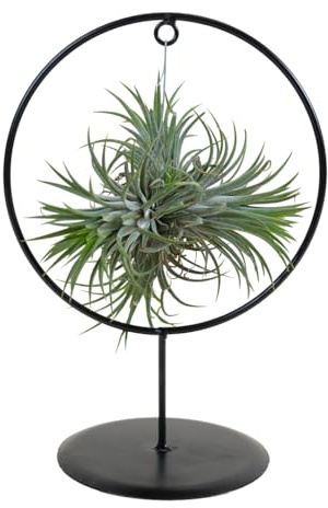 Bloomique - Tillandsia im Zierring - Zimmerpflanze - Luftpflanzen Echt - Tillandsien - Sehr Pflegeleicht - Höhe 30cm