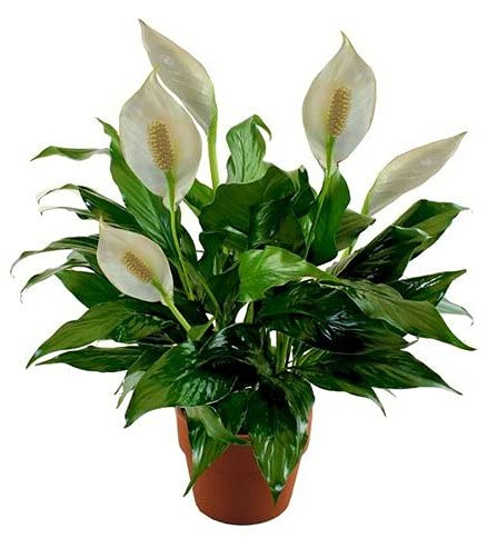 100 Stück Friedenslilie Fiori Spathiphyllum
