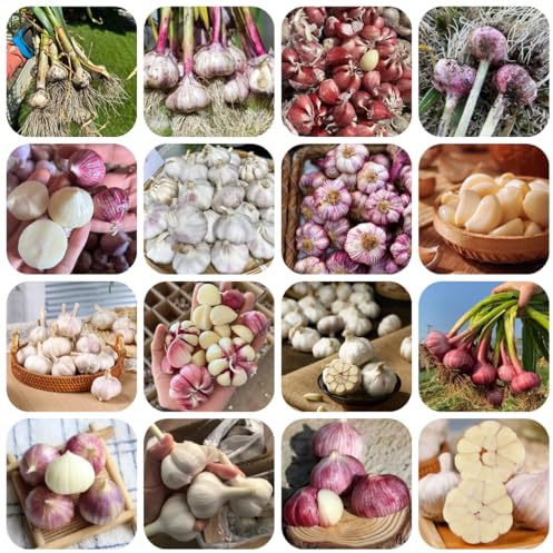 knoblauch - winterknoblauch - kräutergarten, exotische pflanzknoblauch seltene, bio wildkräuter heilkräuter 500samen