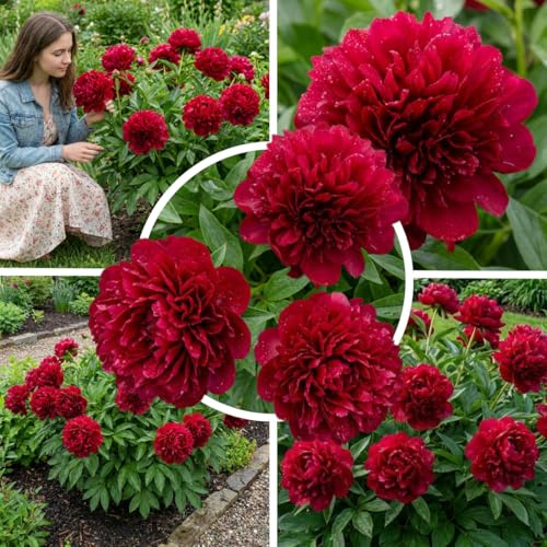 FLORIUM Exklusive dunkelrote Pfingstrosen Pflanze Red Charm | Grosswurzelige Stauden | 3/5 Augen (keine Samen) | Winterhart und Mehrärig Zwiebeln aus Holland