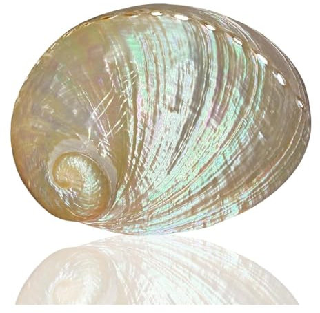 Grands coquillages de mer for la décoration, grandes coquilles de conques naturelles, coquillages d'ormeau polis de 14 à 15 cm, décoration multitrous parfaite for le thème de la plage