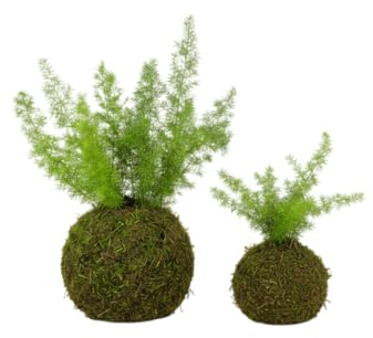 DECOALIVE Kokedama Artesanal Asparagus Meyeri – Helecho Cola de Zorro Planta Viva Interior