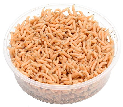 proinsects Pinky Maden 1 Liter | Pinkies | Angelmaden lebend