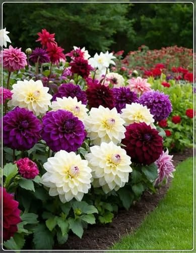 Blumenzwiebel Mix, Mysteriöse magische Glühbirne,2025 Winterhart pflanzen, Winterhart zwiebeln, Fall or Spring Planting -2 dahlien knollen-F