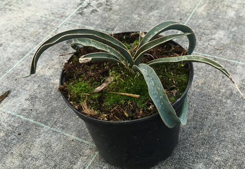 Yucca harrimaniae/Yucca hérisson/Conteneur de 2 à 2.9 litres/Résistant au sec
