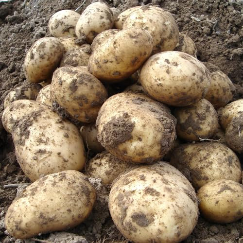 YouGarden Seed Potato 'Rocket' First Early, 2.5kg, for Planting in UK Gardens, Grow Your Own Potatoes