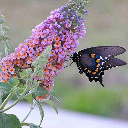 1000 Graines d'arbre aux Papillons - buddleja - arbuste jardin - semences paysannes reproductibles - SemiSauvage