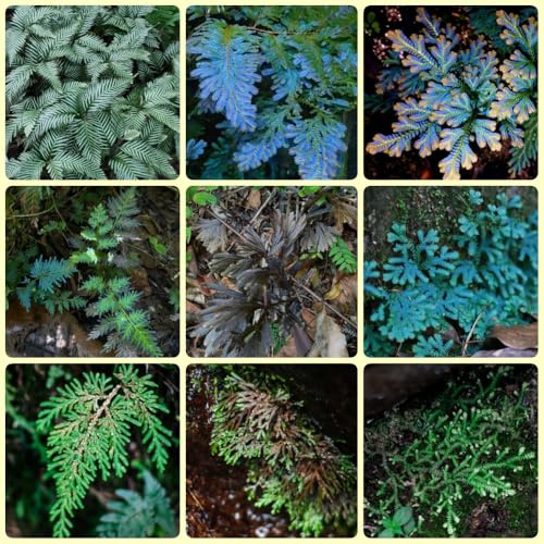 Bulbi di Rosa di Gerico - Selaginella tamariscina - regali sostenibili bulbi fresche Le da giardino sono perenni 9pcs
