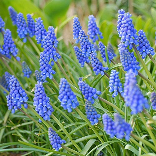 Muscari Armeniacum Bulbs Grape Hyacinth Hardy Perennial Flowering Garden Plants Easy to Grow Bright Blue Spring Flower 340 Bulbs by Thompson and Morgan