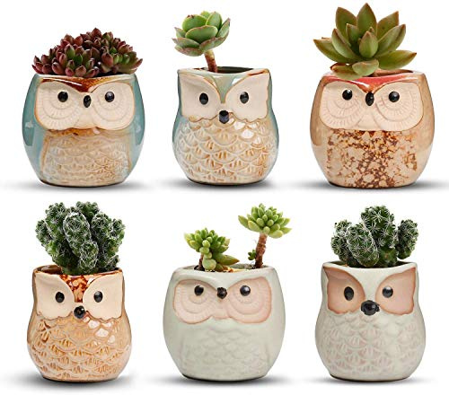 Juego de 6 macetas de cerámica, en cerámica con búho, maceta para flores en cerámica, para plantas de cactus, maceta para flores, florero, contenedor de bonsái, macetas con un agujero, idea de regalo