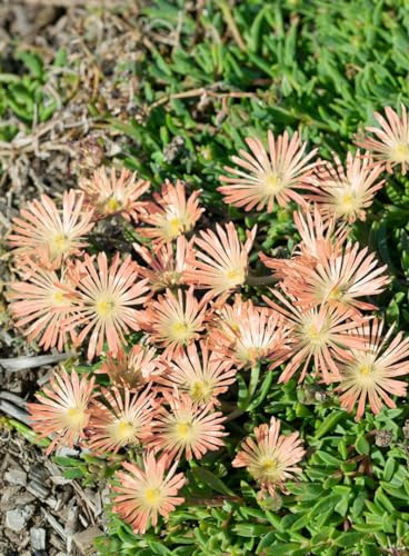 Delosperma sutherlandii 'Peach Star' 9x9 cm Topf – Winterhart, Mehrjährig, Pflegeleicht – Mittagsblume – Bodendecker für Steingarten & Beet