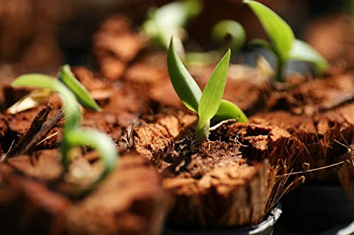 100 Stück Mini-Bonsai-Orchideen, halb für den Innenbereich, Miniatura in Casa Piante di Fiori di Semi di Piante in Vaso da Giardino, DIY Sementes 2016, seltene Fiori Regalo, mehrfarbig