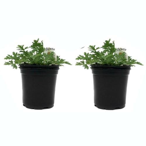 Duo de Geranios Antimosquitos Plantas Naturales DECOALIVE Plantas Aromáticas