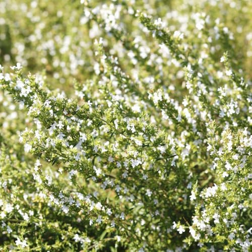 semillas de ajedrea perenne - balcón exterior jardín interior exóticas 300pcs