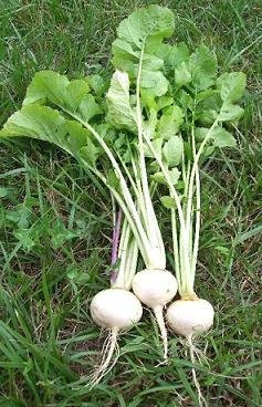 Turnip White Egg 10,000 Seeds