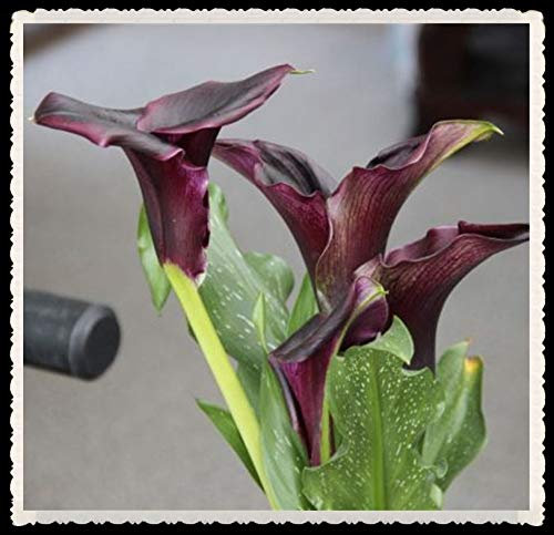 Calla bulbi-Party Greenleaf Large Magic Rhizome Stunning Può essere Perenne-10 Bulbi,viola