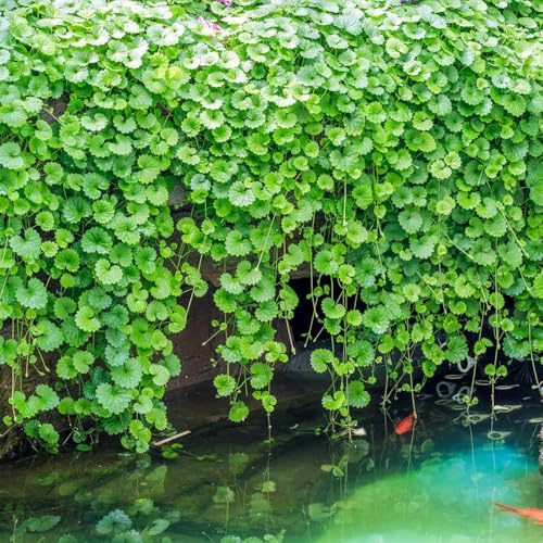 semillas de hiedra terrestre - jardín de jardineros semillas productos sostenibles antiguas variedades jardín silvestres 150pcs