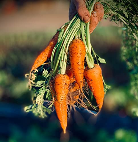 Lotto di 500 semi di carota Royal Chantenay a cuore rosso - Varietà rustica popolare - Voluminosa, dolce, croccante - semi riproducibili al 100