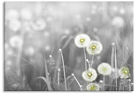 Pixxprint Glasbild, Wandbild aus Echtglas, wunderschöne Pusteblumen, 80x60 cm, inkl. Aufhängung und Abstandshalter