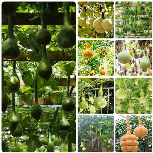 comprar semillas de calabaza de botella, balcón invernadero regalos sostenibles jardín balcón exterior semillas 65pcs