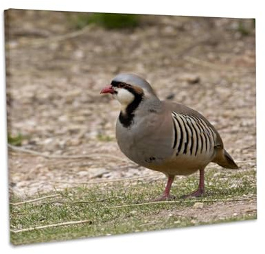 3dRose Chukar bird, Kodachrome Basin State Park, Utah - NA02 DJO0042 - Diane Johnson Museum Grade Canvas Wrap 14x11