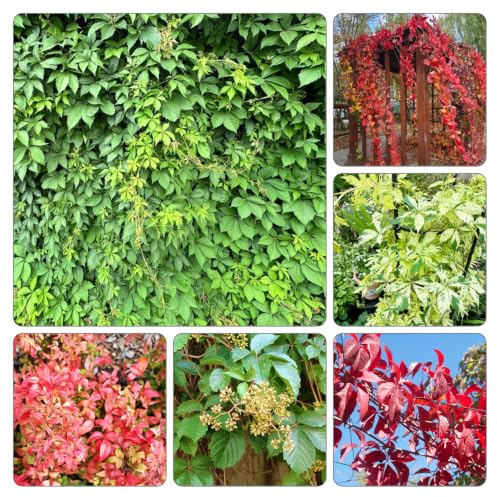Parthenocissus quinquefolia - giardino decorazioni esterni 1000semi