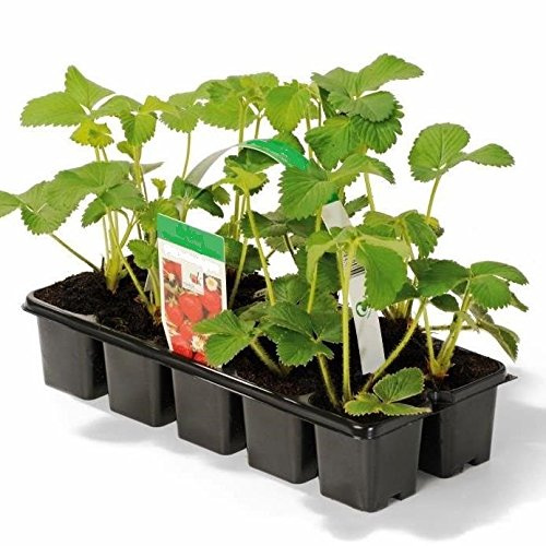 Erdbeere Sorte Korona Erdbeerpflanze mittelfrühe Sorte mit gutem Aroma im 10-er Tray