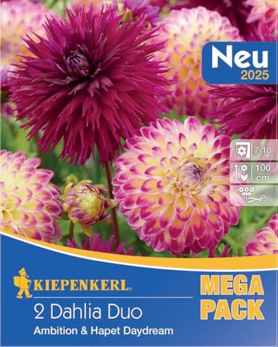 Kiepenkerl Dahlien Duo Ambition & Hapet Daydream 737877 - mehrjährige Blumenzwiebeln für Beet & als Schnittblume mit zweifarbigen Blüten - Dahlienknollen, Blumenzwiebeln