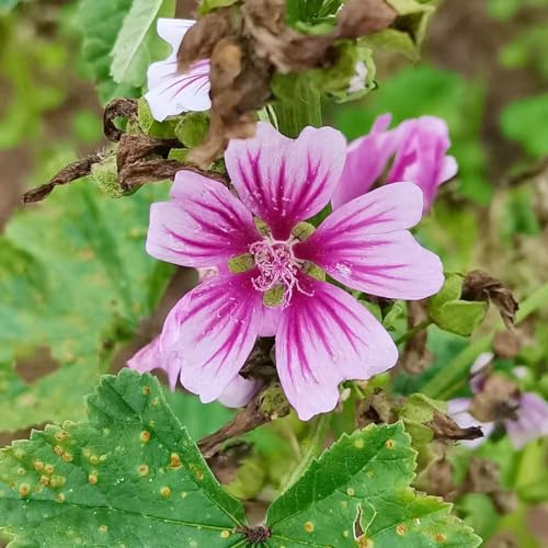 semi di malva in vaso varietà antiche biologiche balcone resistente 500pcs