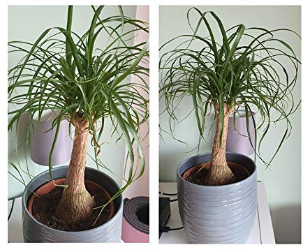 Stk - 10x Beaucarnea recurvata Elefantenfuß Garten Pflanzen - Samen B777 - Seeds & Plants Shop by Ipsa