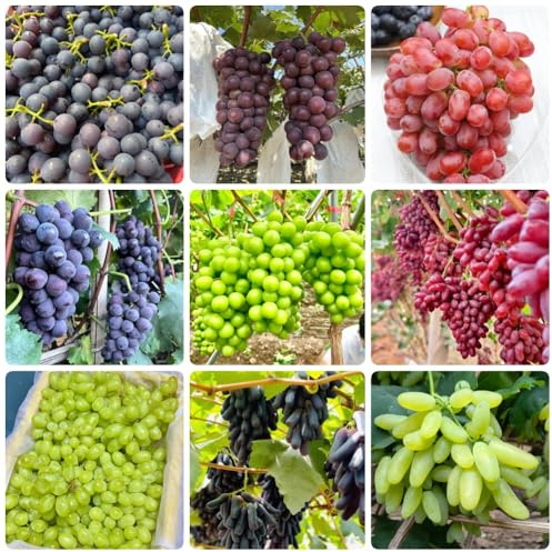 semillas de uva, del balcón Vitis vinífera, comprar vides resistentes al invierno semillas de verdes de uva resistentes comprar 300pcs