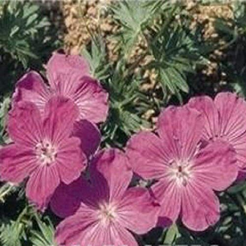 Semi Freschi - Geranio - Vision Violet - 5 Semi Seeds ONLY