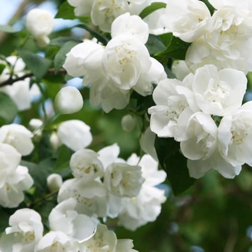 1 X PHILADELPHUS 'Virginal' Mock Orange DECIDUOUS Shrub Hardy Plant in Pot (9cm Pot, 20-30cm)