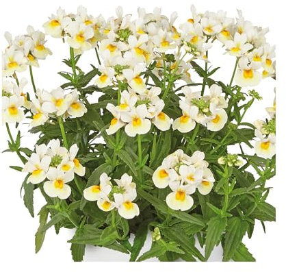 Nemesia Neminio Up Lemon White - 6 Plug Plants - Stunning Nemesias for Hanging Baskets or containers Noticeable Nemesia. Summer is here!