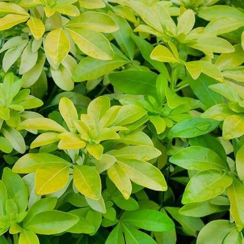 Oranger du Mexique - Choisya Ternata Sundance 50cm - Plante En Pot - Floraison Mai - Couleur de la Fleur - Hauteur 1,5 m