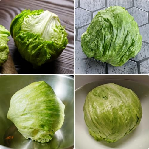 Eisbergsalat, wintergemüse gartenkräuter garten alte gemüsesorten bio steingartenpflanzen winterhart gemüsesamen alte sorten 500Samen
