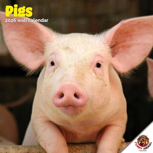 Dayplanner Publishing Pigs kalender 2026, stor fyrkantig väggkalender, 16 månader, grisar gåva djurkalender