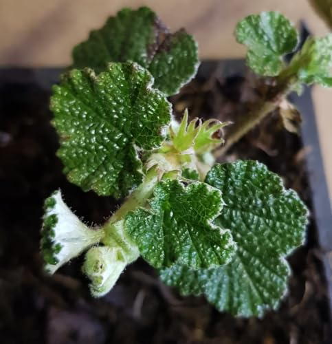 Rubus hayata-koidzumii/Framboisier rampant de Taïwan/Conteneur de 3 à 4 litres/Petit-fruit