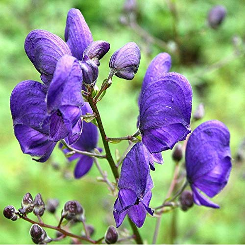 Aconitum Napellus Blauer Eisenhut, 6 Stück, Topf 9x9 cm | Winterharte Staude, Elegante Blaue Blütenähren, Mehrjährig, Für Sonne und Halbschatten