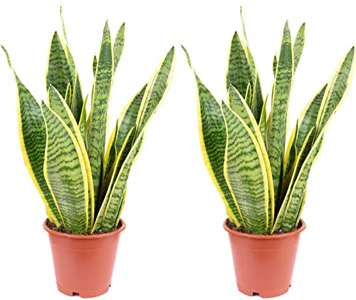 2er-Set Bogenhanf - pflegeleichte Zimmerpflanze, Sansevieria trifasciata Laurentii - Höhe ca. 35 cm, Topf-Ø 12 cm