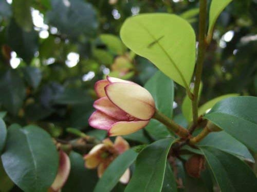Michelia figo Banana ARBUSTO - Evergreen - Fiori profumati - Semi!