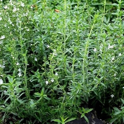 Summer Savory 'Midget' - 2000 Seeds + Freebie + Plant Tag - Satureja hortensis