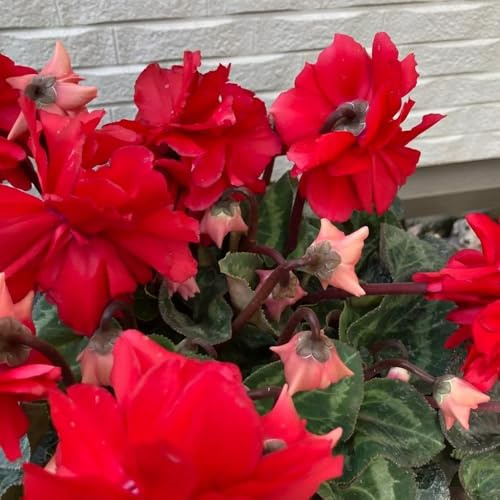 Semi di ciclamino, invernali per esterno Ciclamino persicum, resistenti per il giardino autunnali, resistenti le da giardino 30pcs
