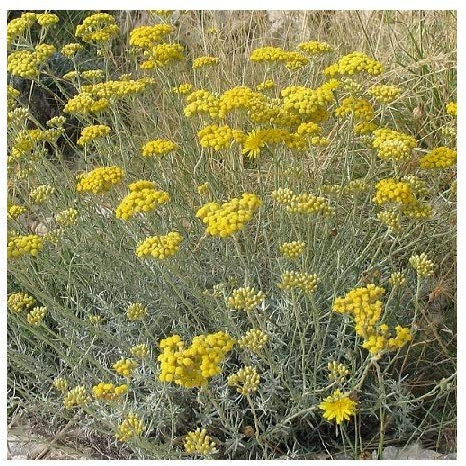 Curry Plant/Helichrysum italicum/Italian Strawflower/Hardy Evergreen Shrub/Aromatic/Medicinal Herb/Seeds