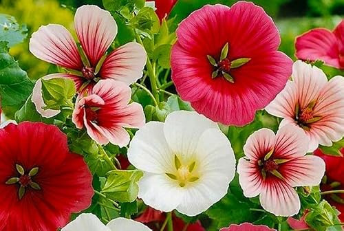 Malope Seed Mix Malva-Rose 200+ Seeds for Planting Non-GMO
