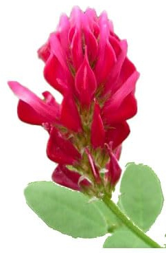 Semi Fiori per Api - Sementi Mellifere - Sulla - 1 kg - Semi per Apicoltura